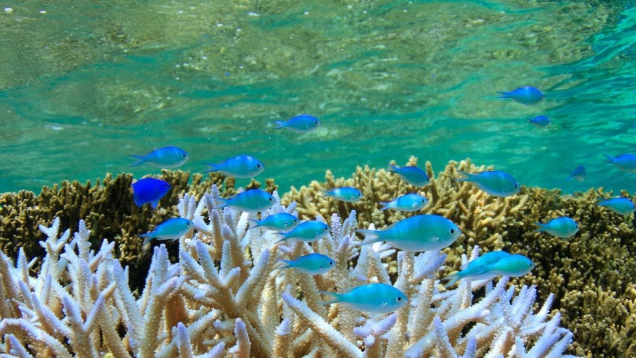 Allamanda Imgya Coral Village Miyakojima  Zewnętrze zdjęcie